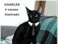 Gato raça Srd idade 2 a 6 meses nome Charles
