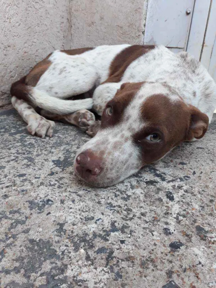 Cachorro ra a Vira lata  idade 7 a 11 meses nome Iron
