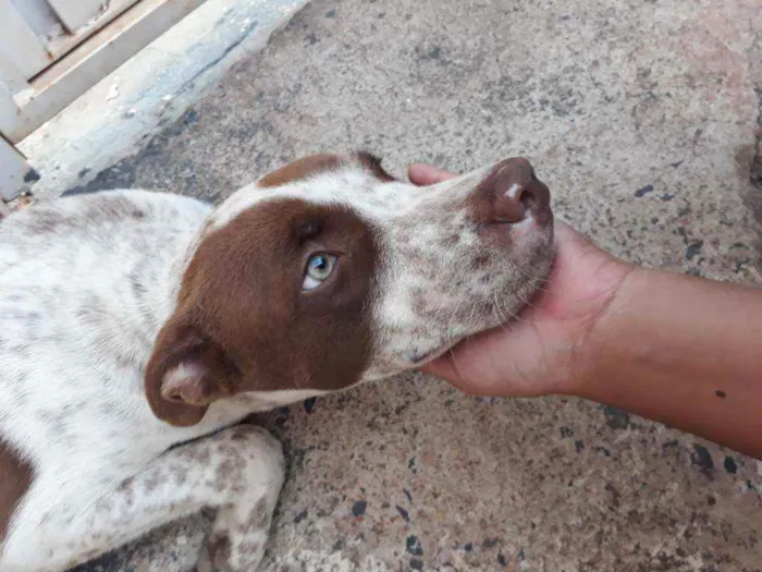 Cachorro ra a Vira lata  idade 7 a 11 meses nome Iron