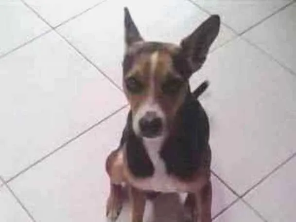 Cachorro ra a VIRA LATA idade 3 anos nome BOB