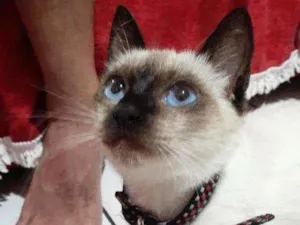 Gato raça Siamesa idade 2 a 6 meses nome Mimme