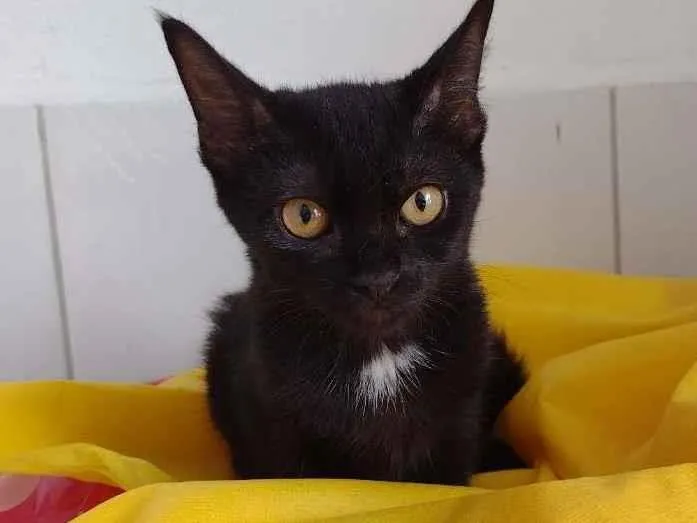 Gato ra a SRD-ViraLata idade 7 a 11 meses nome Tandara