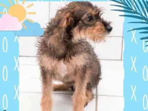 Cachorro raça SRD idade 7 a 11 meses nome Estopinha