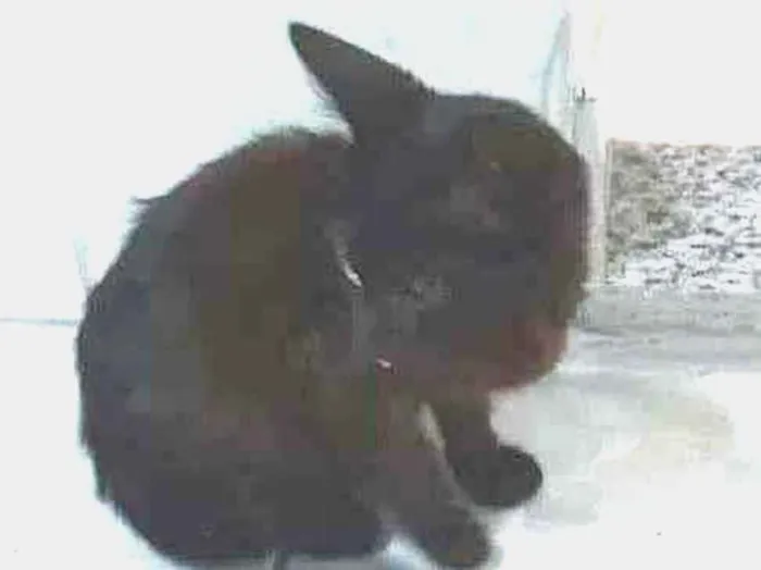 Gato ra a Desconhecida idade Abaixo de 2 meses nome Sem nome