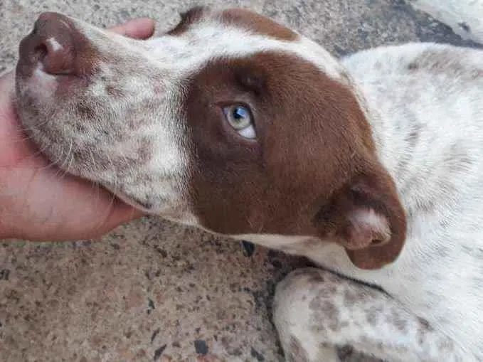 Cachorro ra a Vira lata  idade 7 a 11 meses nome Iron