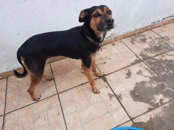 Cachorro raça  idade 4 anos nome Lola