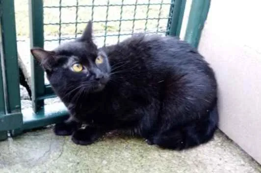 Gato raça Vira lata  idade 1 ano nome Minerva 