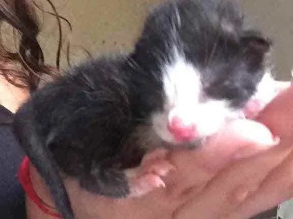 Gato raça  idade Abaixo de 2 meses nome Ainda nao tem nomes 
