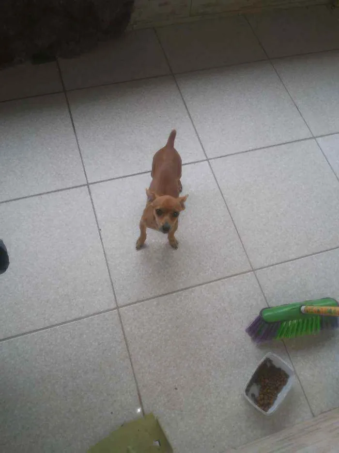 Cachorro raça Pincher idade 7 a 11 meses nome Mel
