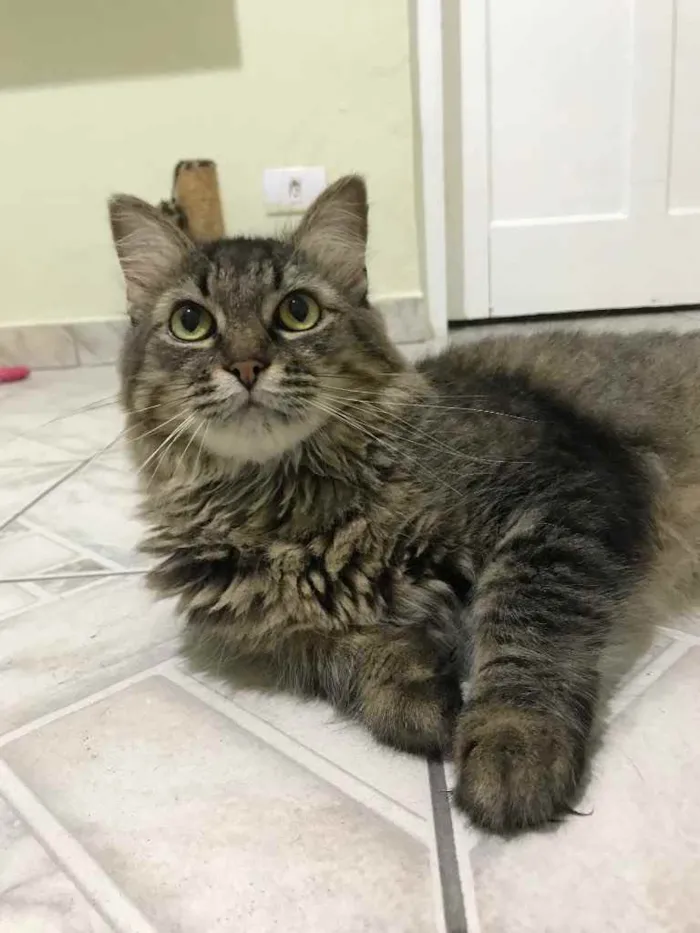 Gato raça SRD idade 5 anos nome Vitório
