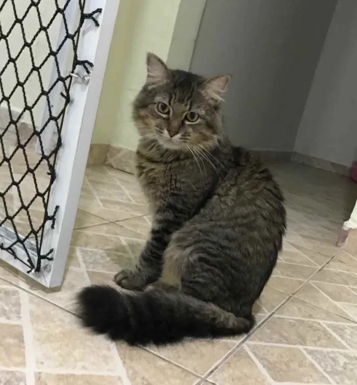 Gato raça SRD idade 5 anos nome Vitório