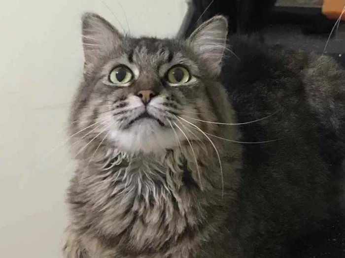 Gato raça SRD idade 5 anos nome Vitório
