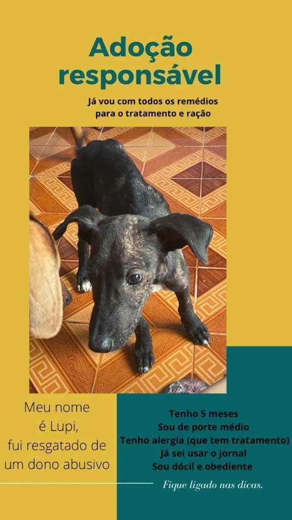 Cachorro ra a SRD idade 2 a 6 meses nome Lupi