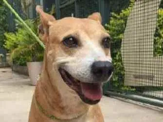 Cachorro raça Vira lata  idade 6 ou mais anos nome Leka 