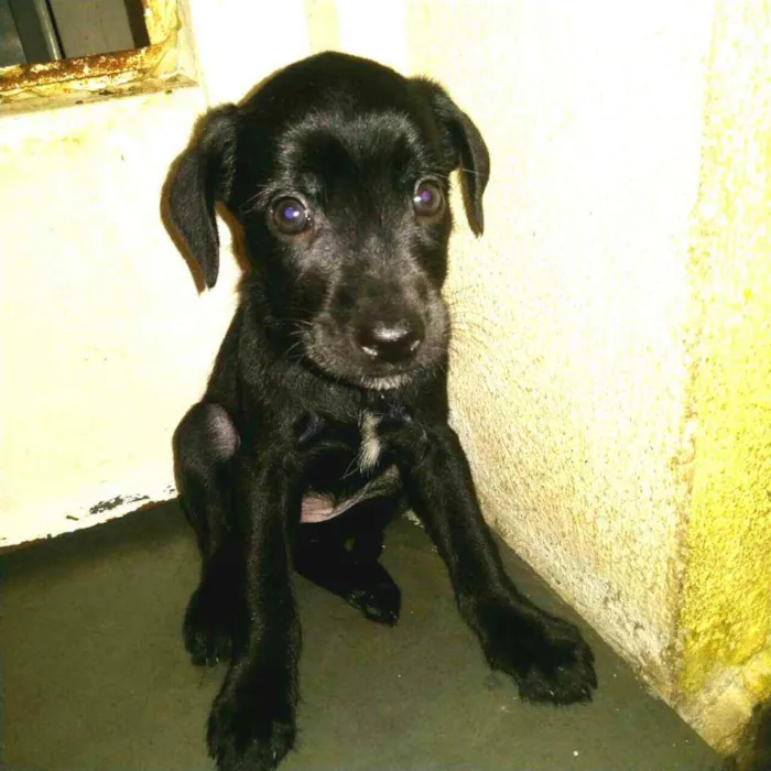 Cachorro raça  idade Abaixo de 2 meses nome Filhotes 