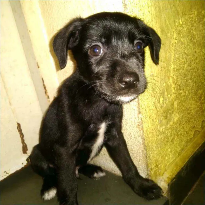 Cachorro raça  idade Abaixo de 2 meses nome Filhotes 