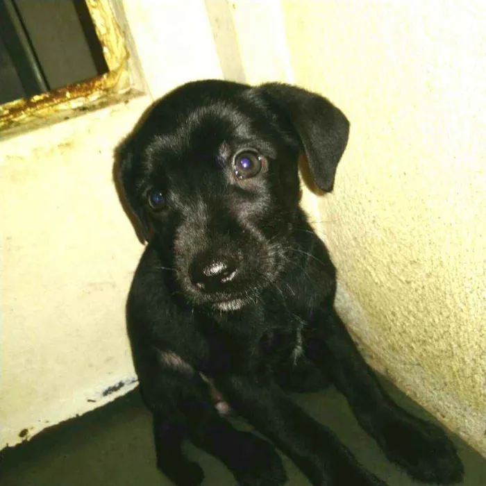 Cachorro raça  idade Abaixo de 2 meses nome Filhotes 