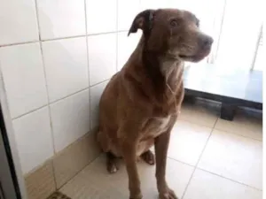 Cachorro raça Vira lata  idade 6 ou mais anos nome Chocolate