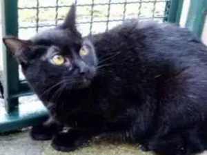 Gato raça Vira lata  idade 1 ano nome Minerva 