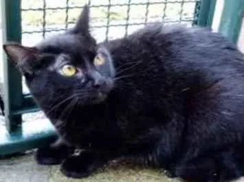 Gato raça Vira lata  idade 1 ano nome Minerva 