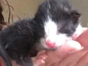 Gato raça  idade Abaixo de 2 meses nome Ainda nao tem nomes 