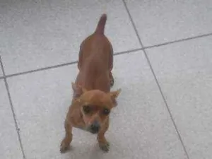 Cachorro raça Pincher idade 7 a 11 meses nome Mel