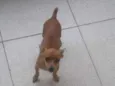 Mel