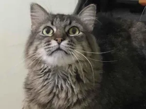 Gato raça SRD idade 5 anos nome Vitório
