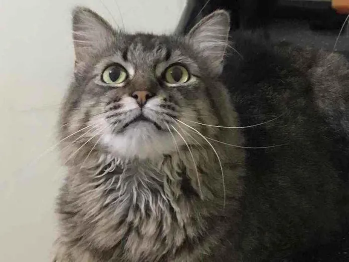 Gato raça SRD idade 5 anos nome Vitório