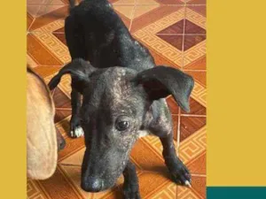 Cachorro raça SRD idade 2 a 6 meses nome Lupi