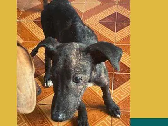 Cachorro ra a SRD idade 2 a 6 meses nome Lupi