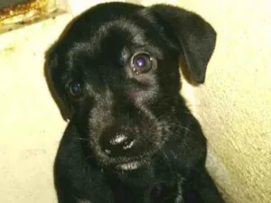 Cachorro raça  idade Abaixo de 2 meses nome Filhotes 