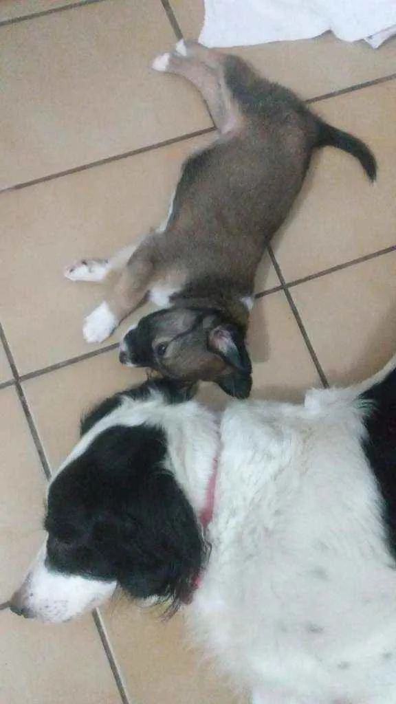 Cachorro ra a SRD idade Abaixo de 2 meses nome Sem nome