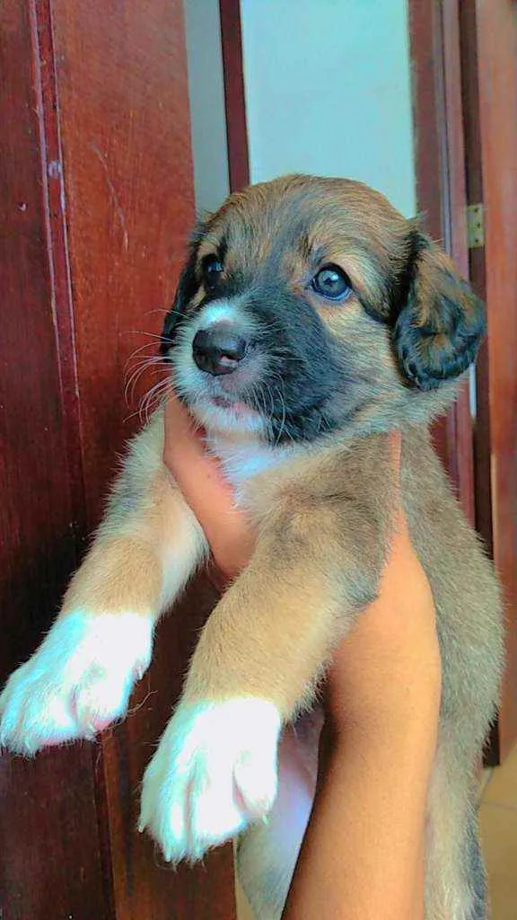 Cachorro ra a SRD idade Abaixo de 2 meses nome Sem nome
