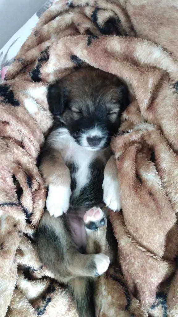 Cachorro ra a SRD idade Abaixo de 2 meses nome Sem nome