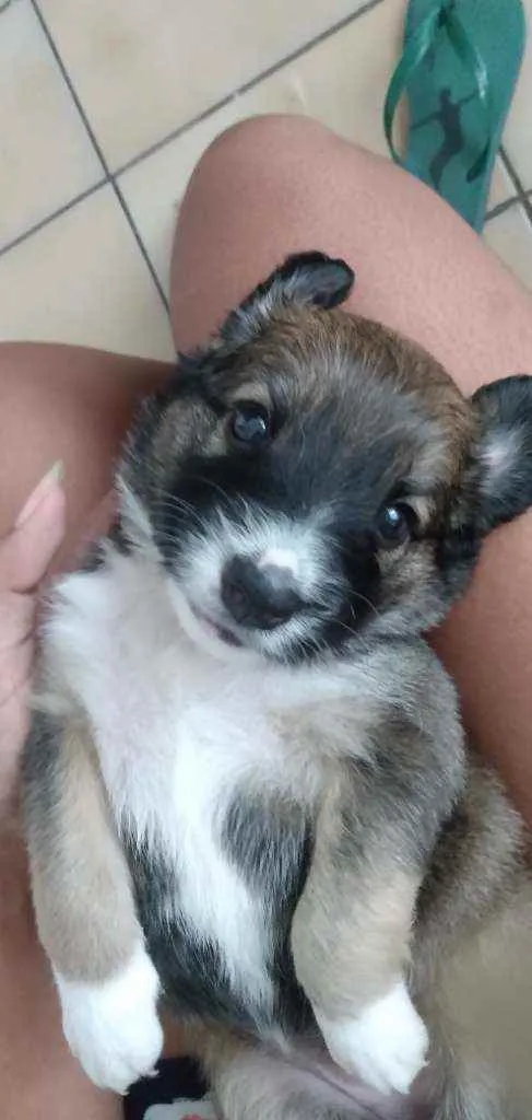 Cachorro ra a SRD idade Abaixo de 2 meses nome Sem nome