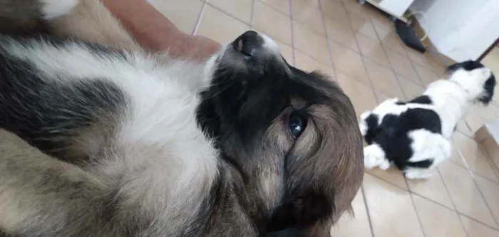Cachorro ra a SRD idade Abaixo de 2 meses nome Sem nome