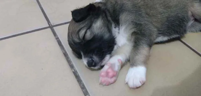 Cachorro ra a SRD idade Abaixo de 2 meses nome Sem nome