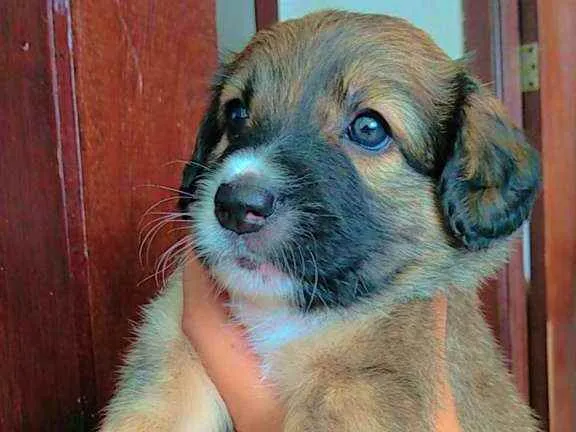 Cachorro ra a SRD idade Abaixo de 2 meses nome Sem nome