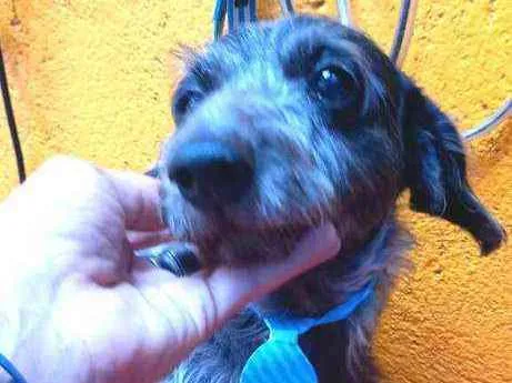 Cachorro raça Daschund  idade 6 ou mais anos nome Lupy 