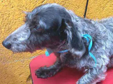 Cachorro raça Daschund  idade 6 ou mais anos nome Lupy 