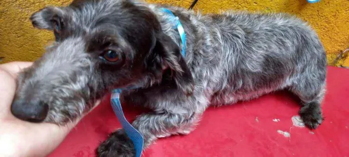 Cachorro raça Daschund  idade 6 ou mais anos nome Lupy 