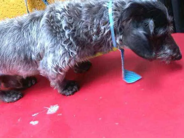 Cachorro raça Daschund  idade 6 ou mais anos nome Lupy 