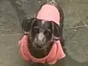 Cachorro raça Daschund  idade 6 ou mais anos nome Lupy 