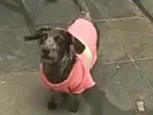 Cachorro raça Daschund  idade 6 ou mais anos nome Lupy 