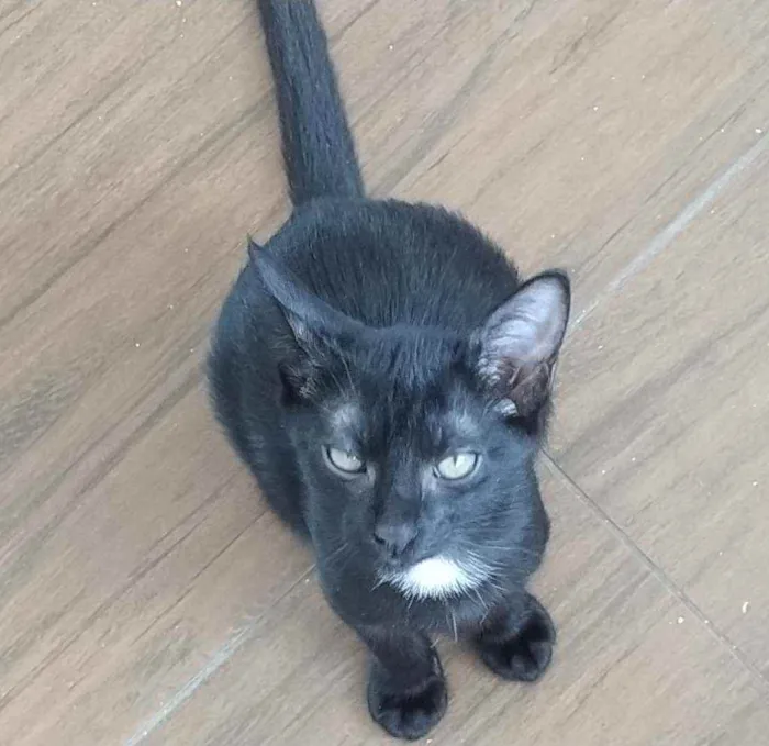 Gato ra a Srd idade 2 a 6 meses nome Gatinha