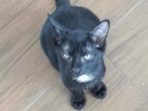 Gato raça Srd idade 2 a 6 meses nome Gatinha