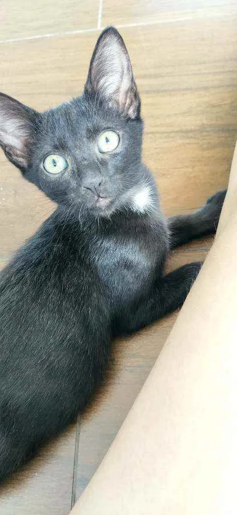 Gato ra a Srd idade 2 a 6 meses nome Gatinha