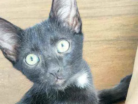 Gato ra a Srd idade 2 a 6 meses nome Gatinha