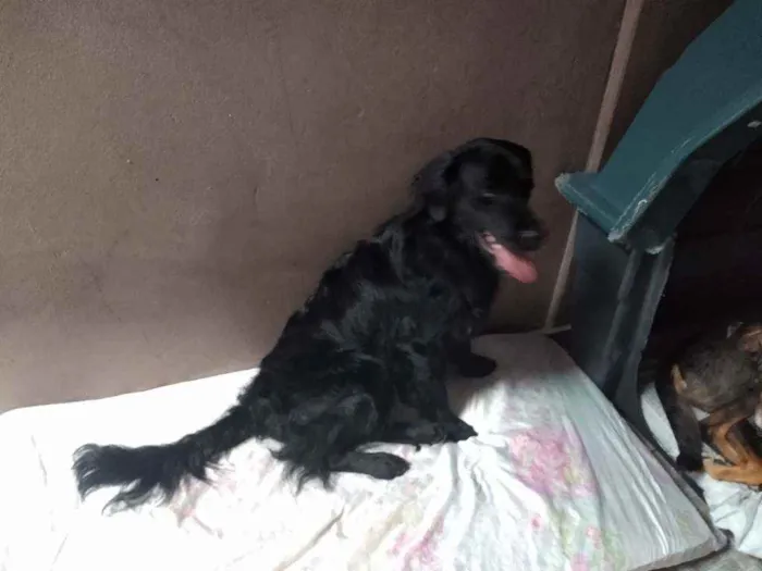 Cachorro raça não sei que raça é idade 5 anos nome Maycon